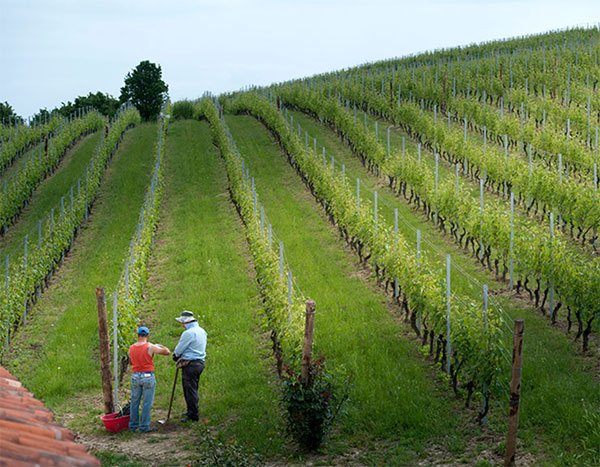 Nu finns Brandini hos Winebuddi