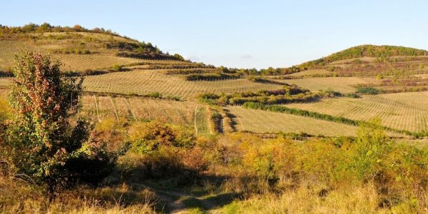 Ekologiska viner från Rumänien